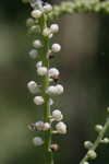 Black bugbane <BR>Black cohosh